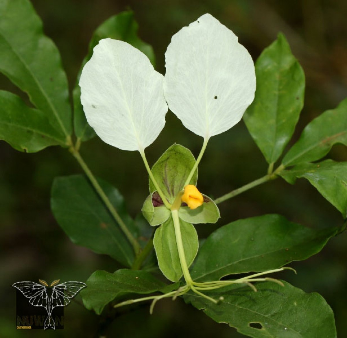 Cadaba trifoliata Wight & Arn.